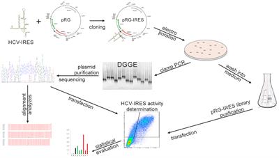 Characterization of Hepatitis C Virus IRES Quasispecies – From the Individual to the Pool